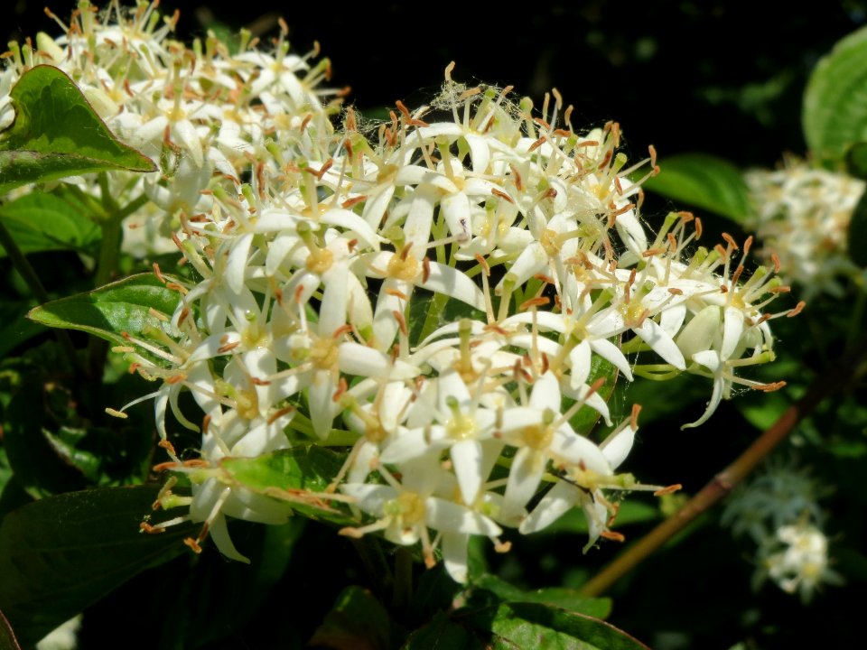 20140519Cornus_sanguinea2