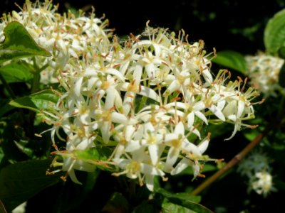 20140519Cornus_sanguinea2