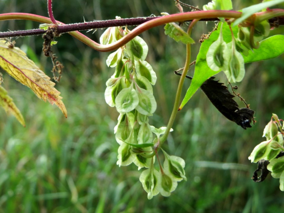 20140915Fallopia_dumetorum1