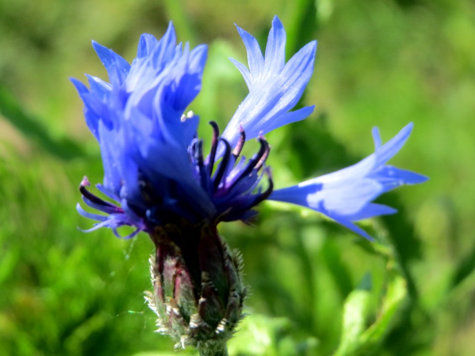 20140517Centaurea_cyanus2