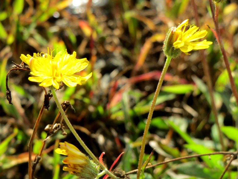 20140916Crepis_biennis