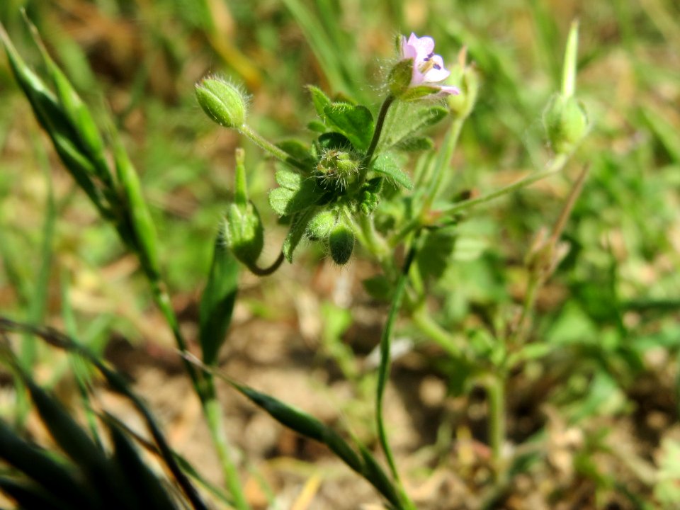 20140520Geranium_pusillum1