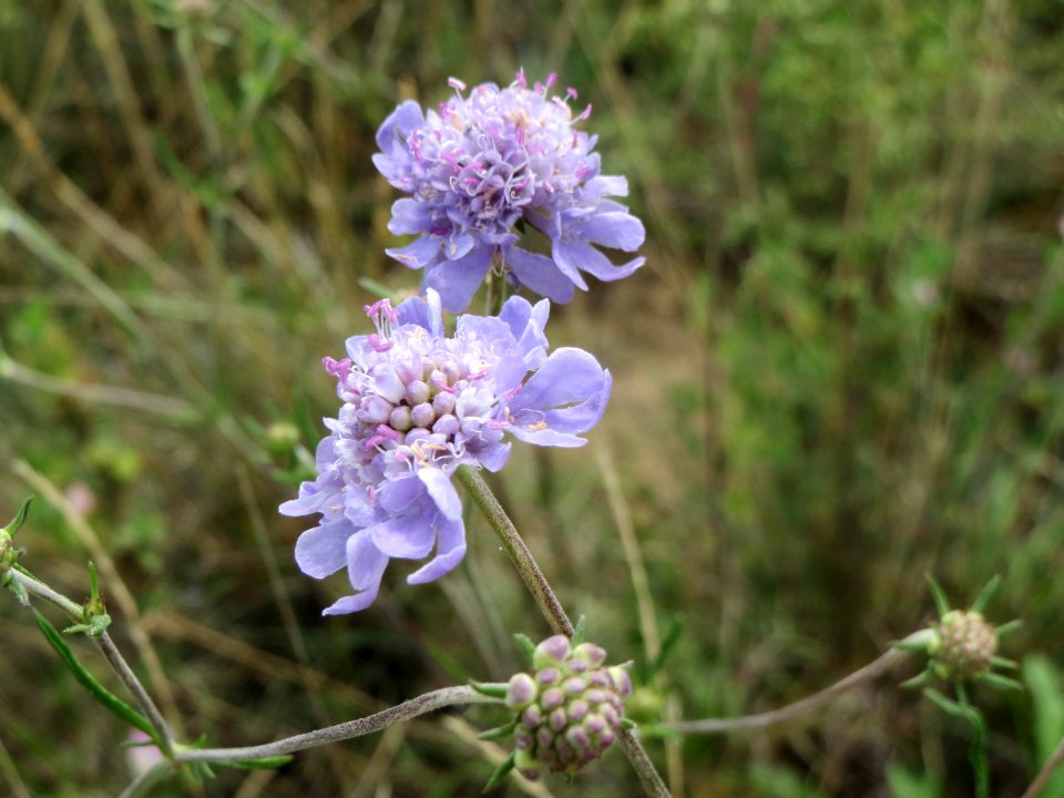 20140803Scabiosa_canescens4