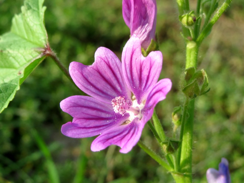20140907Malva_sylvestris1