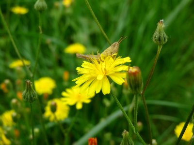 20140803Hypochaeris_radicata3