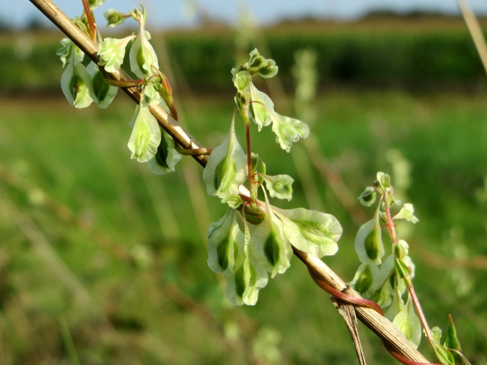 20140907Fallopia_dumetorum2