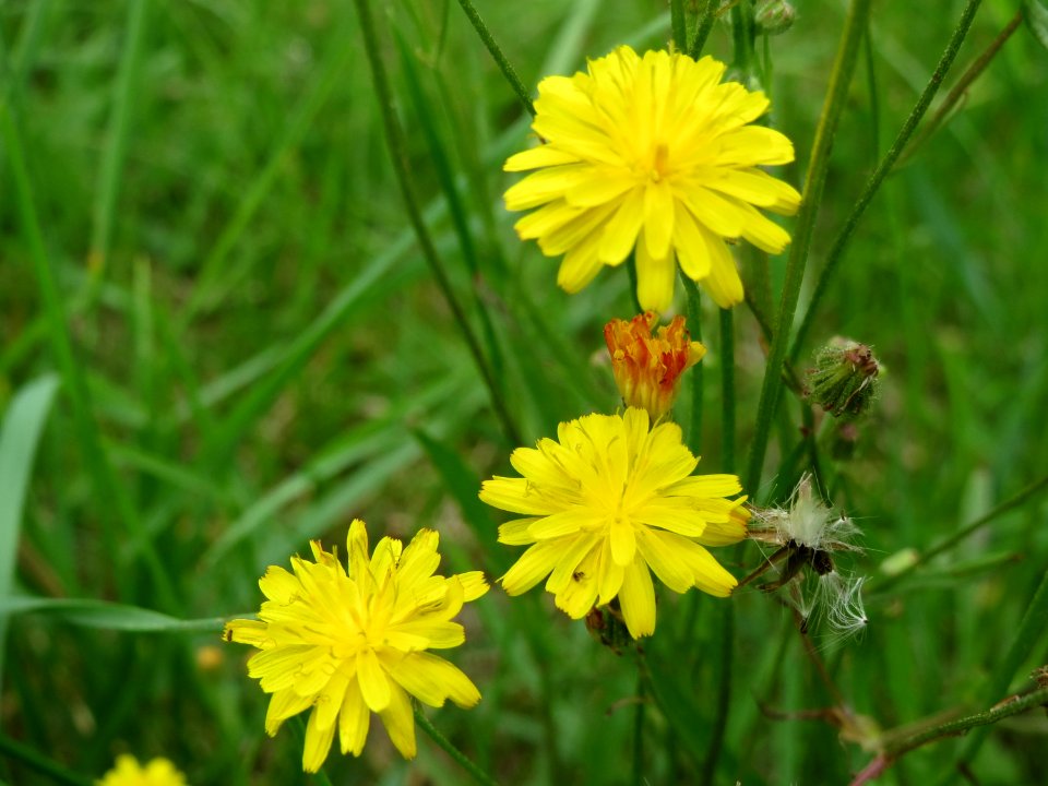 20140803Hypochaeris_radicata1