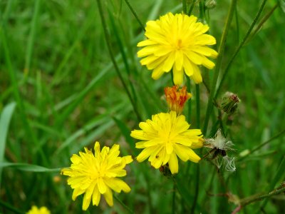 20140803Hypochaeris_radicata1