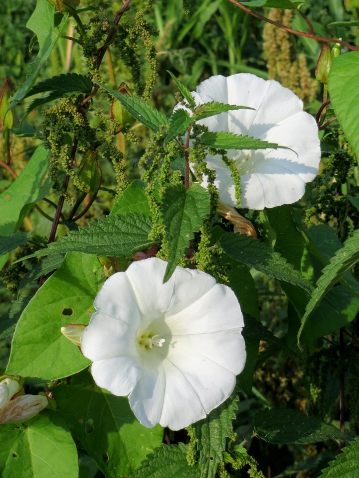 20140907Calystegia_sepium1
