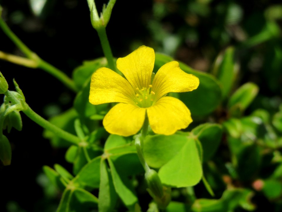 20140520Oxalis_stricta1