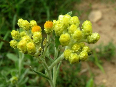 20140803Helichrysum_arenarium3