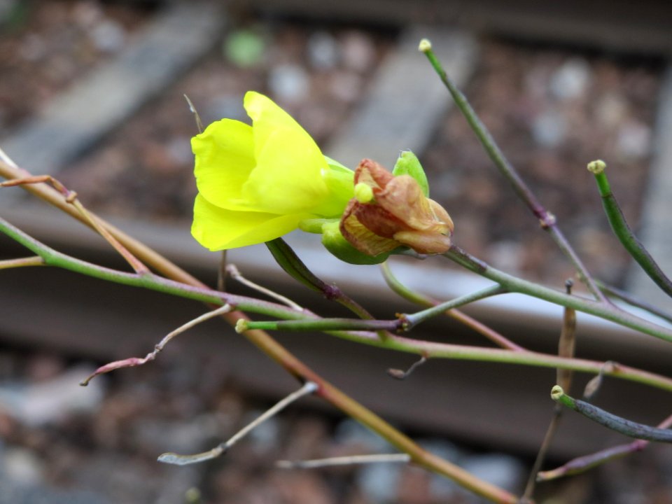 20140904Diplotaxis_tenuifolia1