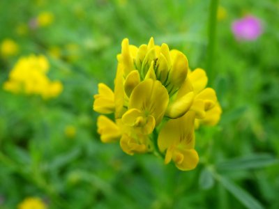 20140803Medicago_sativa_ssp_falcata2