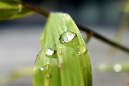 Green leaf close up