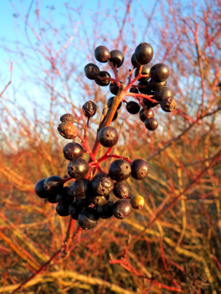 20141228Cornus_sanguinea4
