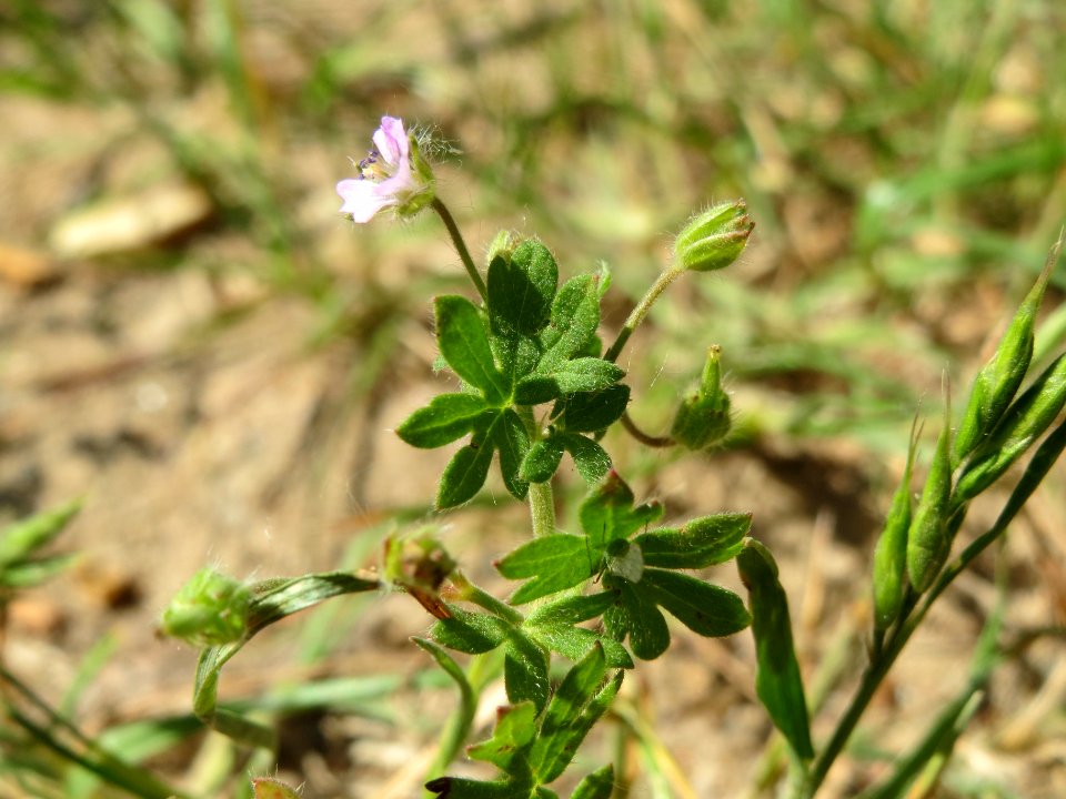 20140520Geranium_pusillum2