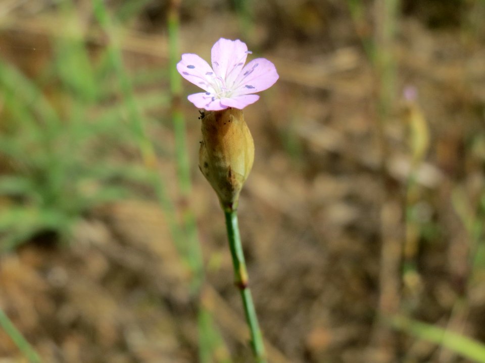 20140803Petrorhagia_prolifera3