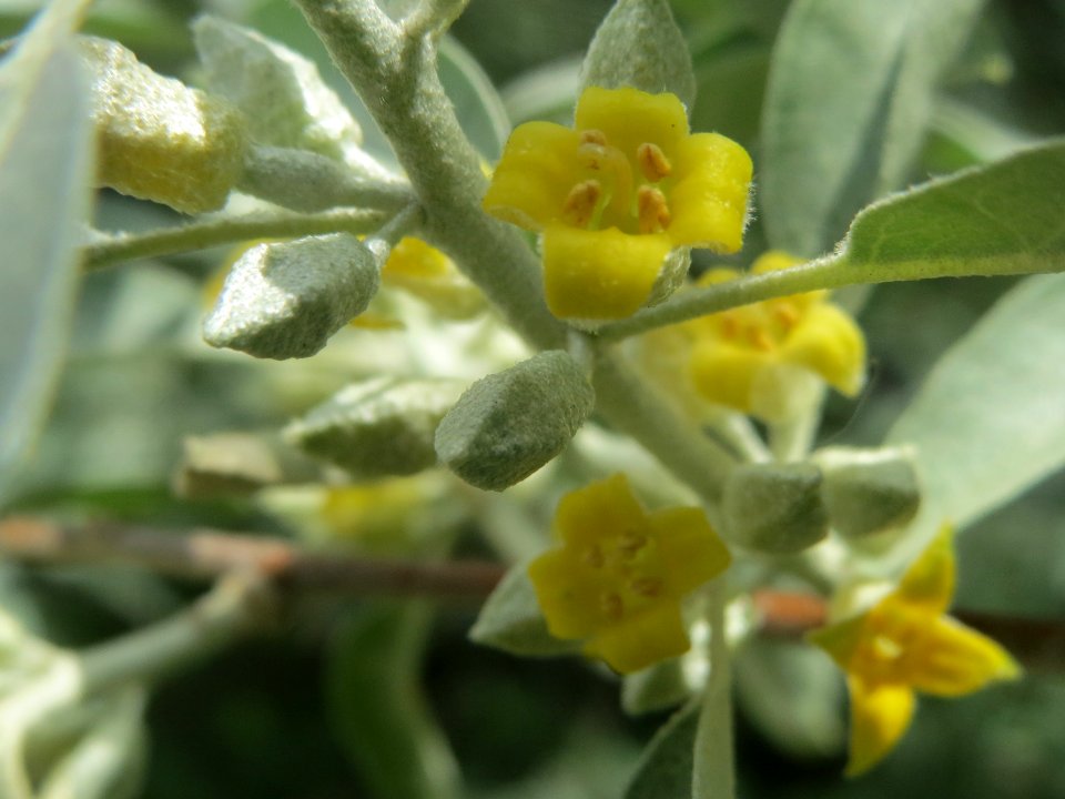 20140516Elaeagnus_angustifolia4