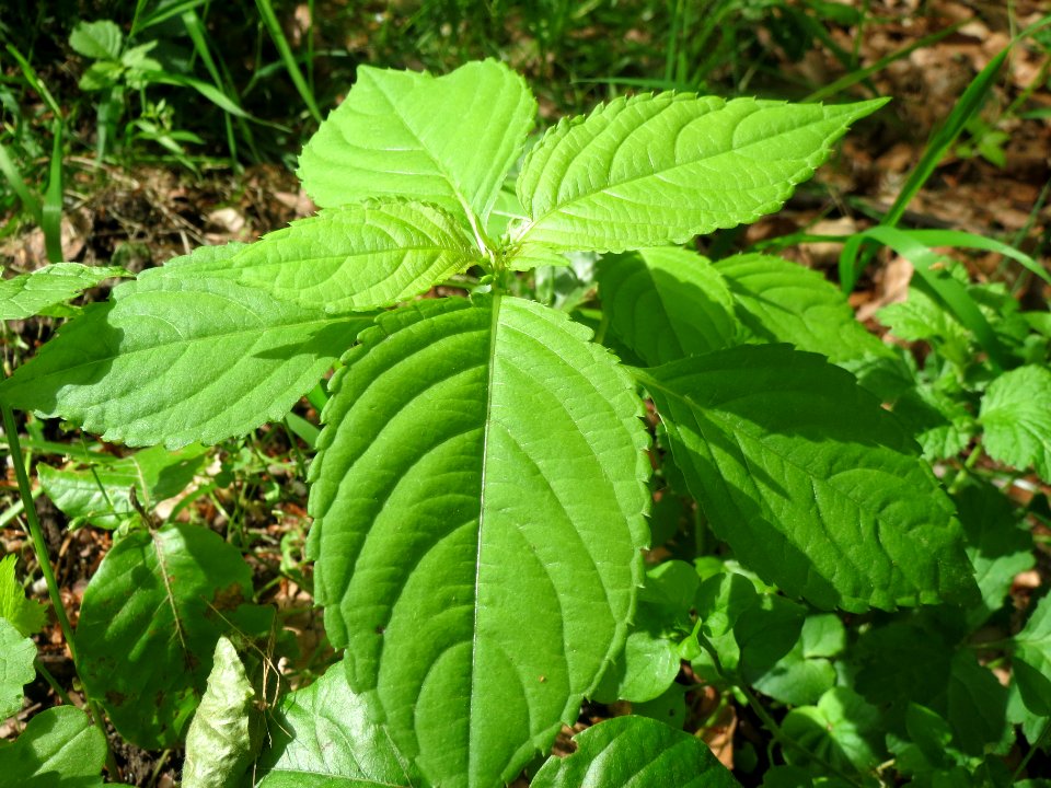 20140516Impatiens_parviflora2