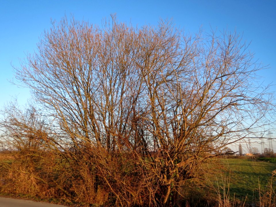 20141228Salix_caprea1