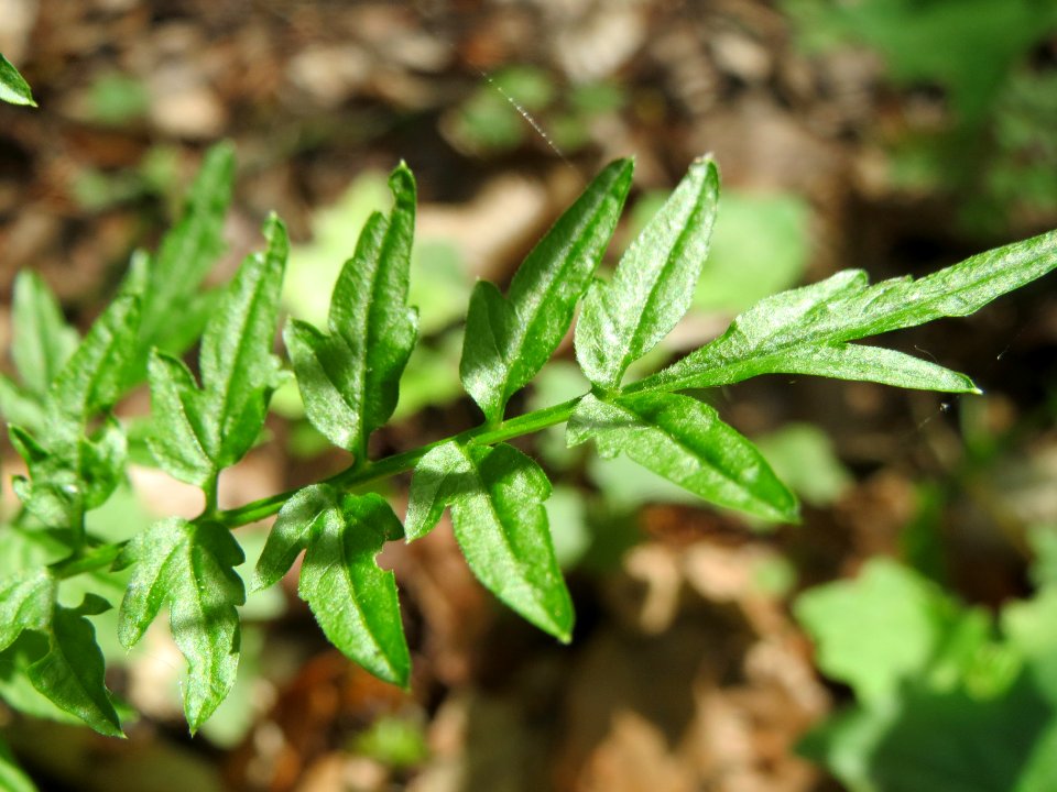 20140516Cardamine_impatiens10