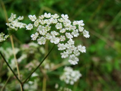 20140803Peucedanum_oreoselinum4