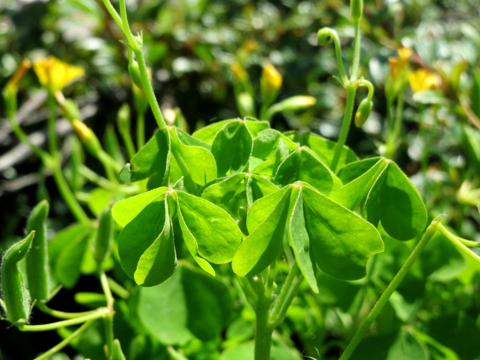 20140520Oxalis_stricta5