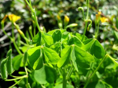 20140520Oxalis_stricta5