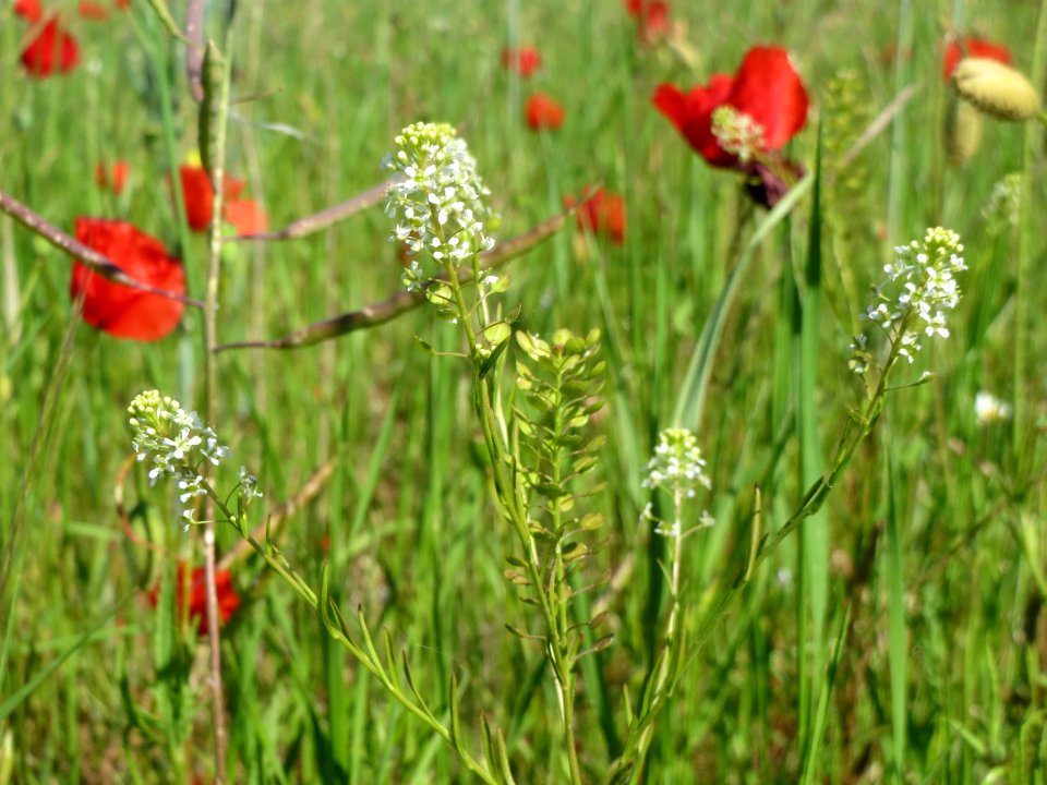 20140517Thlaspi_arvense