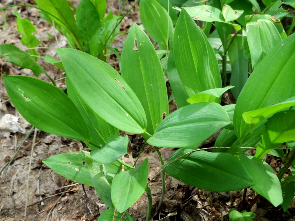 20140803Polygonatum_odoratum2