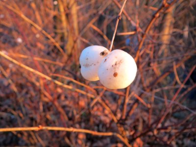 20141228Symphoricarpos_albus