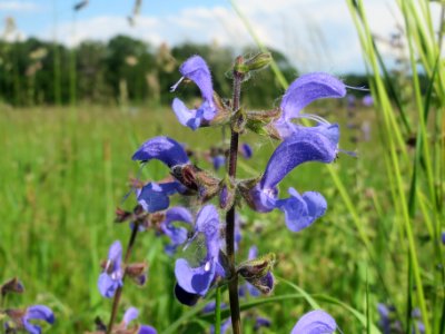 20140519Salvia_pratensis1