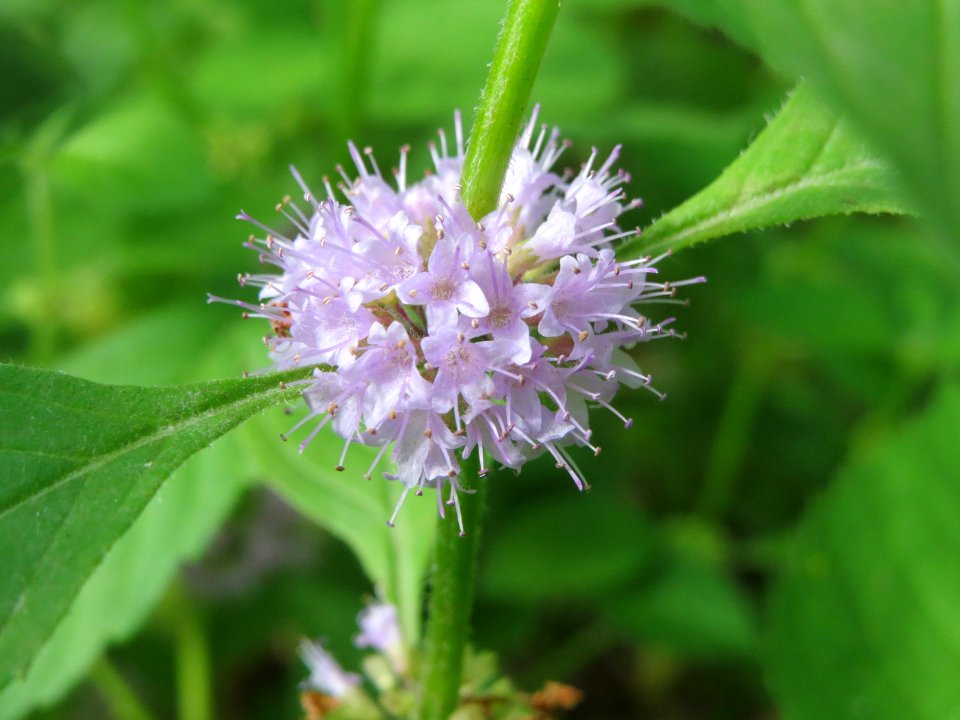 20140822Mentha_arvensis1