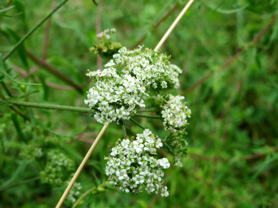 20140803Torilis_japonica1