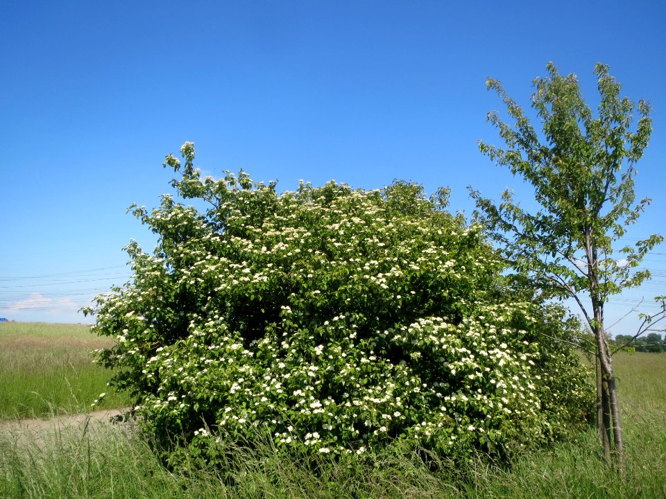20140519Cornus_sanguinea1