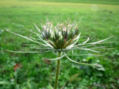 20141207Daucus_carota1