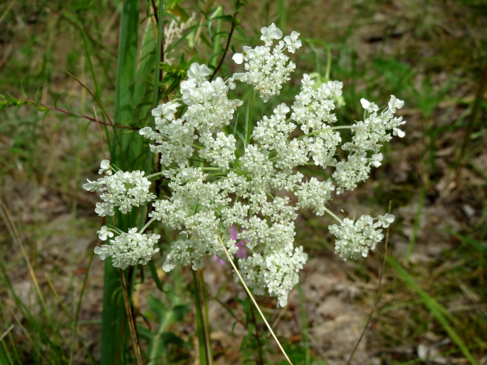 20140803Peucedanum_oreoselinum3