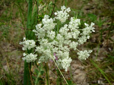 20140803Peucedanum_oreoselinum3