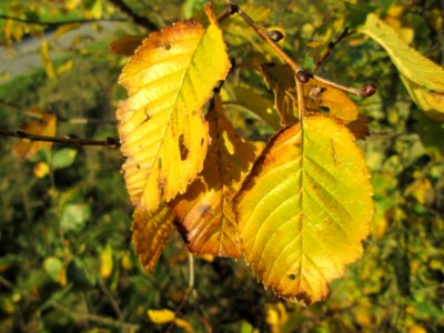 20141108Ulmus_minor13