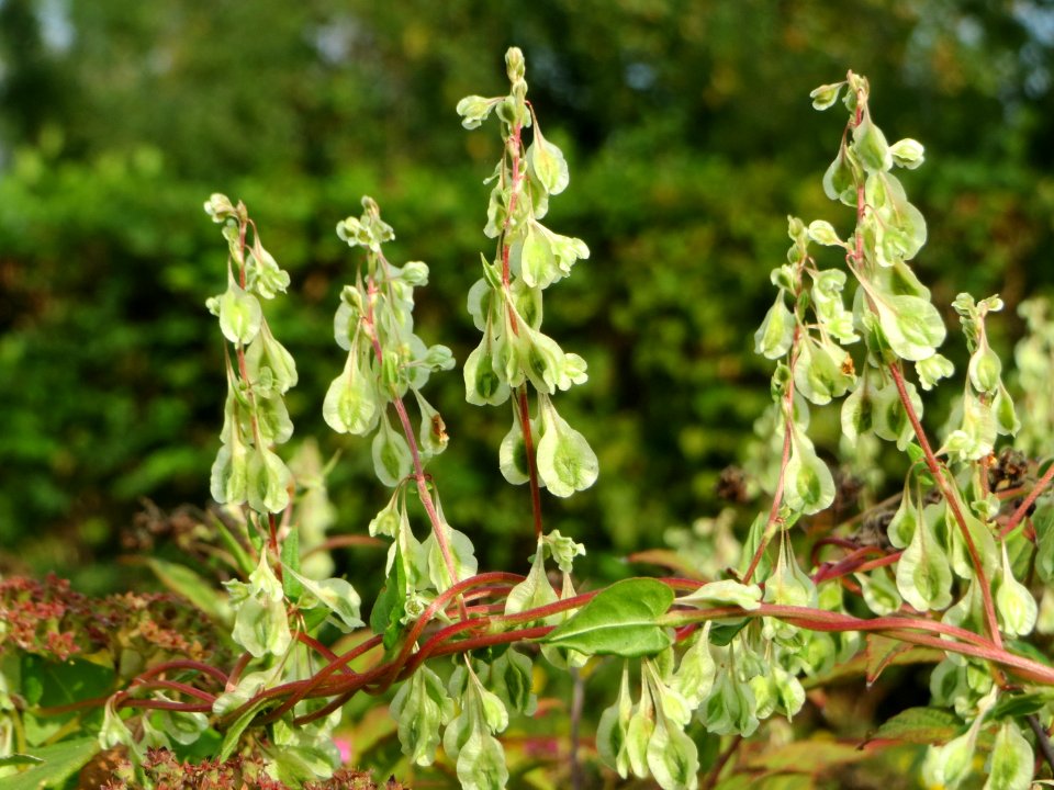 20140908Fallopia_dumetorum1