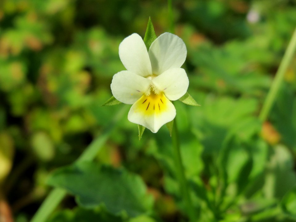 20140907Viola_arvensis2