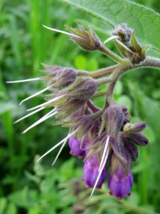 20140919Symphytum_officinale2
