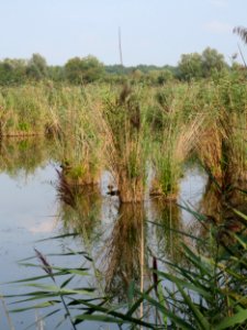 20140907Wagbachniederung4