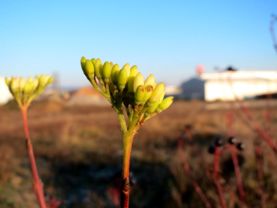 20141228Cornus_sanguinea