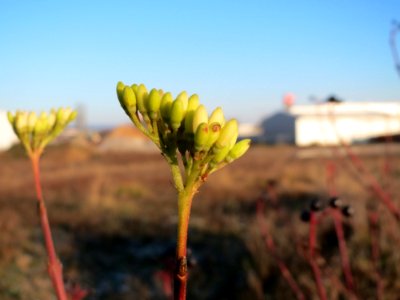 20141228Cornus_sanguinea