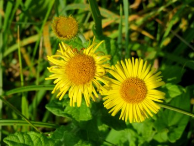 20140908Pulicaria_dysenterica10