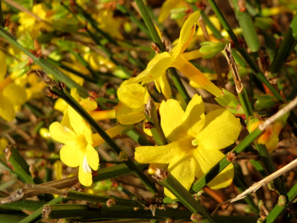 20141228Jasminum_nudiflorum