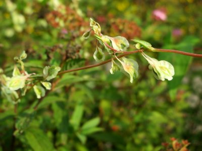 20140908Fallopia_dumetorum2
