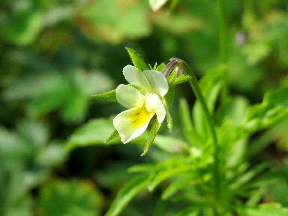 20140907Viola_arvensis3