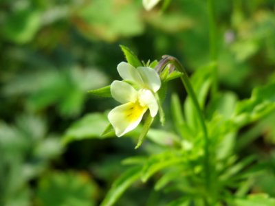 20140907Viola_arvensis3